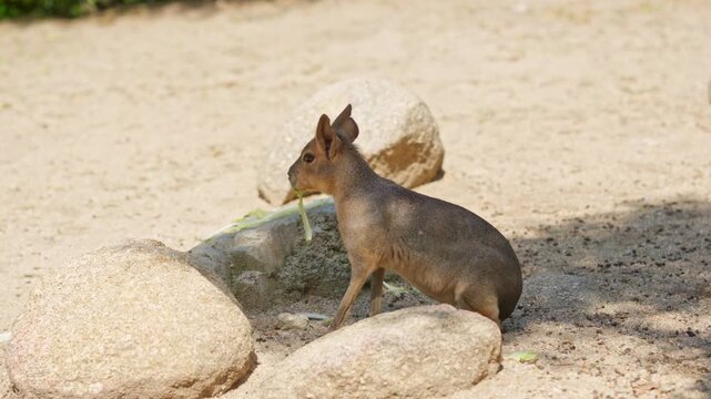 Patagonian mara eating a green leaf on a sunny day