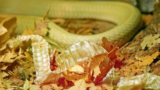 Close up of king cobra shedding skin