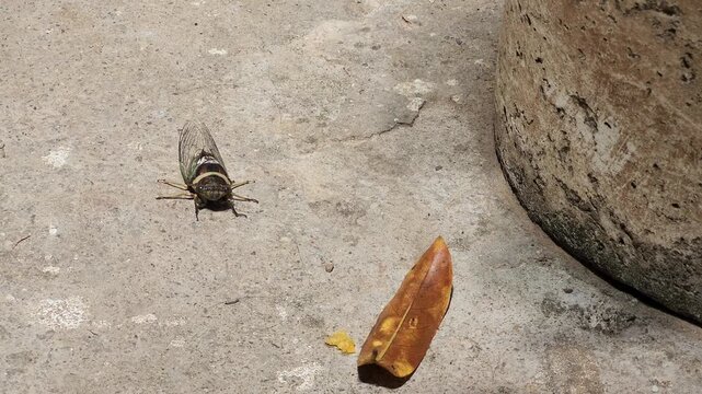 Cicada insect sitting still on the ground ground close up
