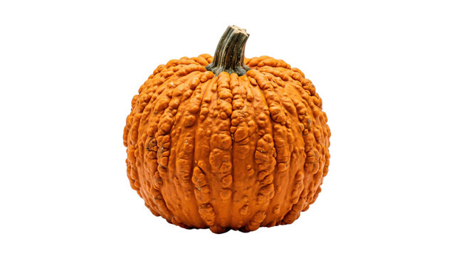 Warty orange bumpy heirloom pumpkin halloween background isolated transparent, png, isolated white isolated on transparent background png