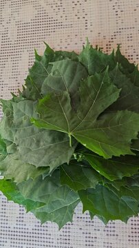 Piling and stacking fresh green chaya leaves on a work table