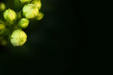 Elegant green flower buds macro closeup on dark background with copy space template © Tanaly
