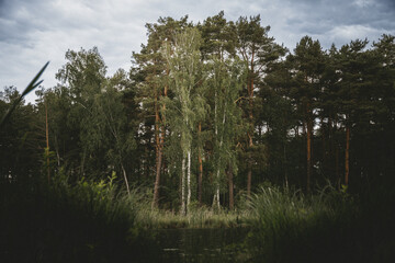 View of a dense forest clearing under a cloudy sky © Artur