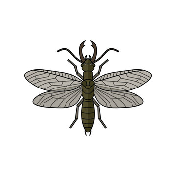 Top view of a dobsonfly with large mandibles and veined wings on white background.