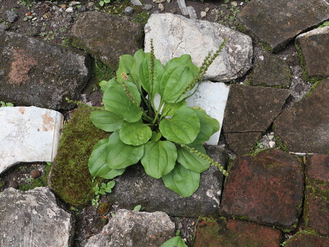 Wild broadleaf plantain (Plantago major) growing between stone paving in a rural home yard in Java, Indonesia. Common medicinal herb thriving naturally in a tropical environment.