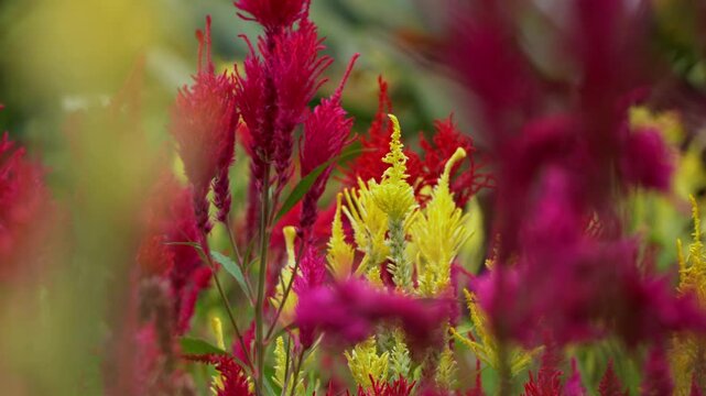 Close-up of vibrant red and yellow Celosia Plumosa flowers swaying gently in the wind with a beautiful bokeh background