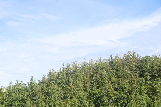 Lush Green Coniferous Pine Tree Forest on Mountain Hillside under Blue Sky Stock Photo