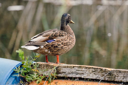 Wild duck male in natural outdoor environment