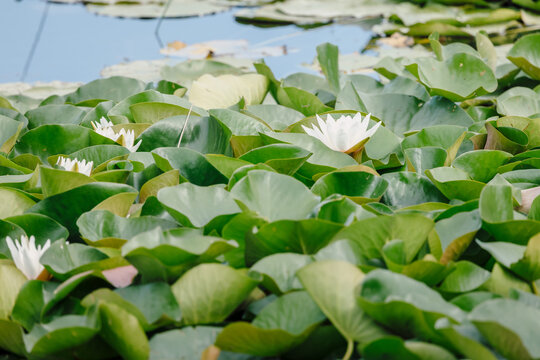 Water lily flowers floating on pond with green leaves in nature