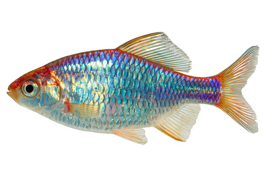 Bitterling displaying small, laterally compressed body with iridescent scales isolated on transparent background, Clipart png