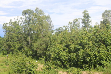 Fototapeta premium Thriving green forest landscape with lush trees and dense vegetation under a blue sky for environmental and ecological concepts