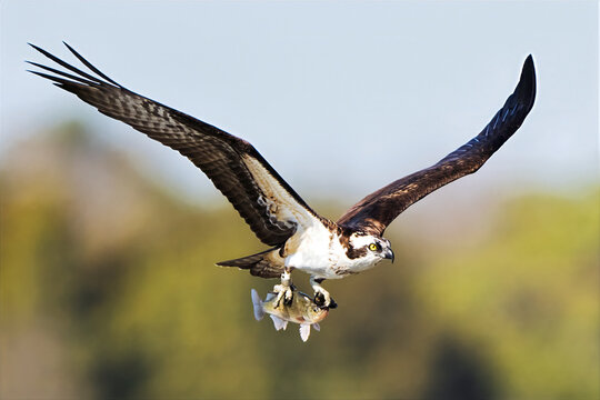 Osprey in Flight with a Large Fish