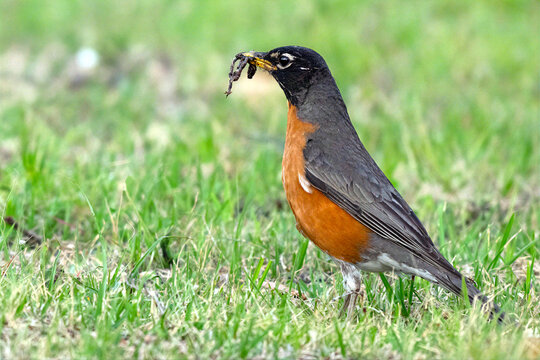 American Robin With a Worm