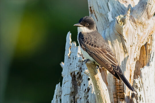 Eastern Kingbird in a Tree