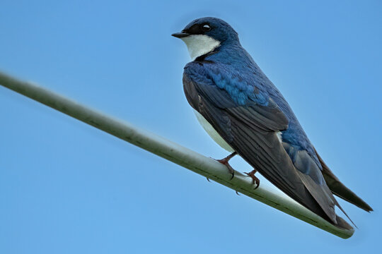 Tree Swallow Standing on a Wire