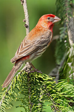 Male House Finch in a Tree