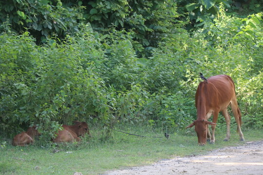 Wild Banteng (Bos javanicus) Cattle and Calves Grazing in a Green Forest Meadow