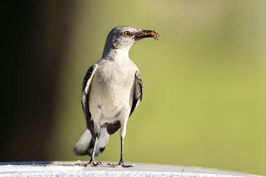 Northern Mocking Bird with a Beak Full of Bugs