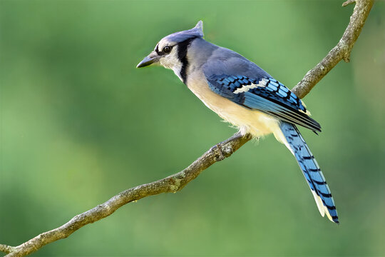 Blue Jay Standing on a Tree Branch