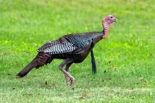 Wild Turkey Walking through a Field