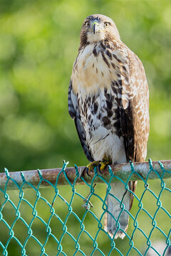 Large Red-tailed Hawk Sitting on a Fence