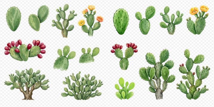 Watercolor set of various prickly pear cacti, some with flowers and fruits, isolated on a transparent background.
