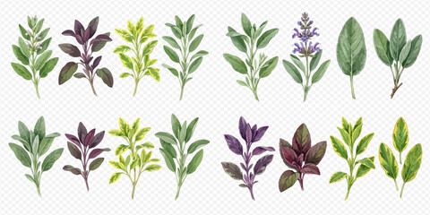 Collection of fresh culinary herbs and spices, including sage, oregano, and basil, isolated on a white background. © Ytaja