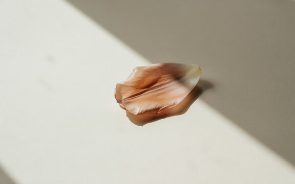 Modern Architectural Shadow on Minimalist Greige Tulip Petal Texture, wallpaper