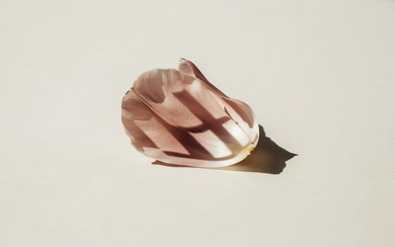 Modern Architectural Shadow on Minimalist Greige Tulip Petal Texture, wallpaper