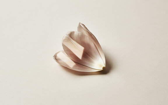 Modern Architectural Shadow on Minimalist Greige Tulip Petal Texture, wallpaper