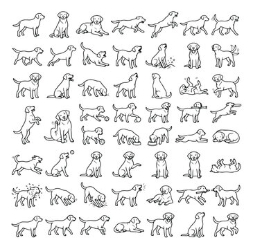 Minimalist Labrador Retriever line art icons, set of 56 dog behavior vector illustrations, black and white puppy poses and pet training sketches