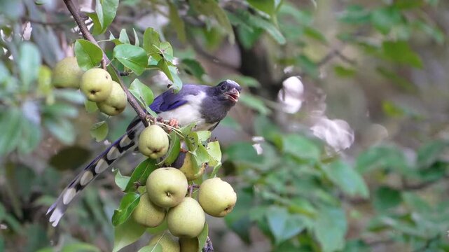 Yellow-billed blue magpie eating fruit from a pear tree in Uttarakhand