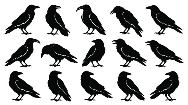 Set of black raven silhouettes collection of crow icons in various poses for design elements, logos, and halloween decorations