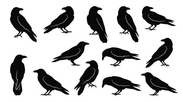 Set of black crow silhouettes in various poses
