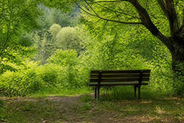 A wooden bench sits in a lush, green forest clearing on a bright day. © Anastasiia