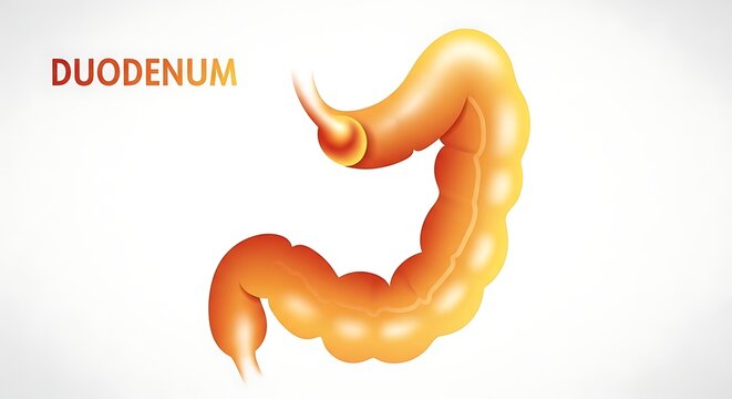 3D medical illustration of human duodenum anatomy.