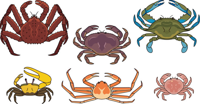 Crabs collection vector illustration featuring king crab blue crab fiddler crab snow crab and dungeness crab isolated on white background flat design