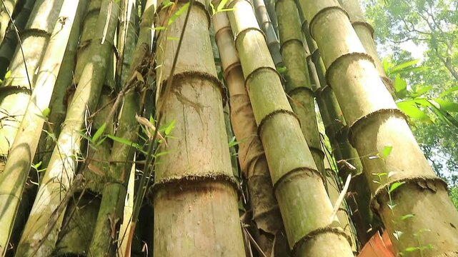 Low angle tilt up shot of giant green bamboo trees in a tropical forest with sunlight and subtle smoke or mist coming through the leaves