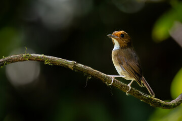 Obraz premium Close-up of a beautiful small brown bird with a white throat patch perched on a tree branch in its natural habitat, isolated on a blurred green forest background.