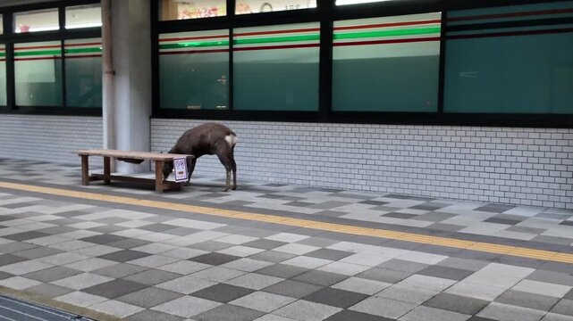 Famous Nara Park Home To Free‑Roaming Deer And Temples Nov 27 2025