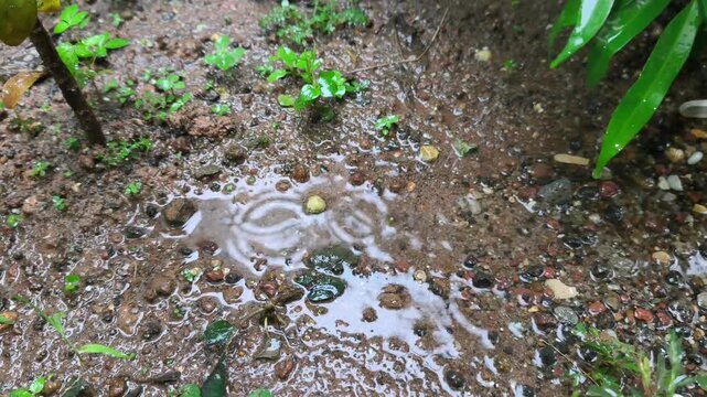 Raindrops Creating Ripples on Muddy Ground Surface. Macro shot of heavy rain water droplets splashing into a small mud puddle on the wet soil. Nature Video, 4k, 60 fps