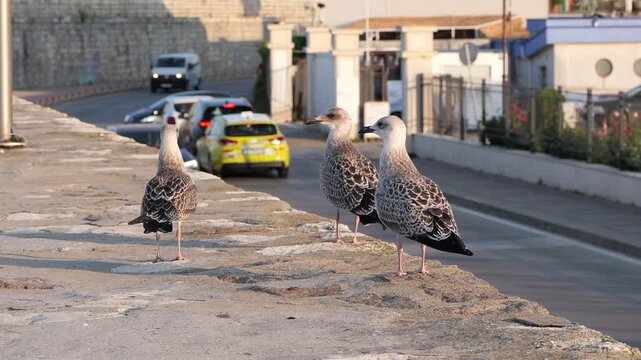 Urban juvenile seagulls standing on stone embankment