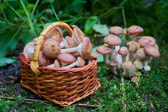 picking forest mushrooms in autumn, Freshly picked forest mushrooms in a wicker basket on green moss