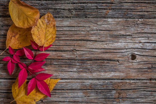 Dead leaves on the bench. Fall and autumn on wooden background