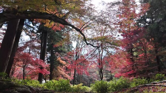 Bishamondo Temple Autumn Foliage in Kyoto Japan Scenery Jan 26 2025