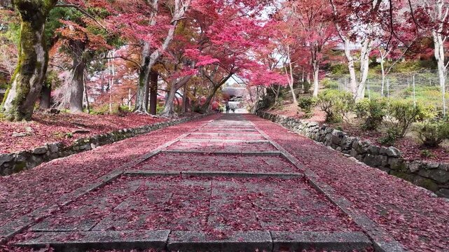 Bishamondo Temple Autumn Foliage in Kyoto Japan Scenery Jan 26 2025