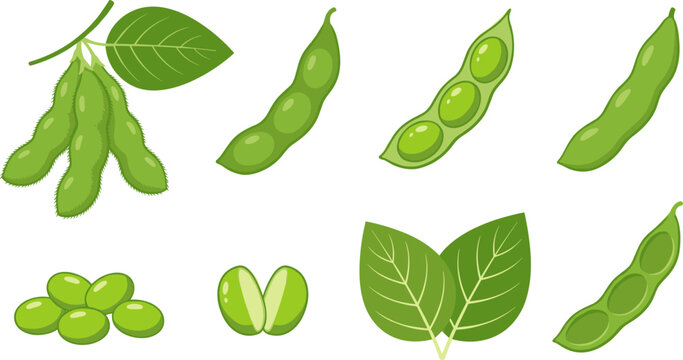 Soybeans edamame collection vector illustration featuring green soy pods whole branch fresh leaves open pod and loose beans isolated on white background