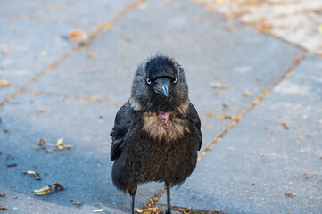 Fototapeta premium A grown-up jackdaw chick on the pavement of a city street.