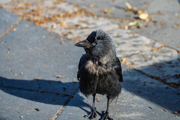 Fototapeta premium A grown-up jackdaw chick on the pavement of a city street.