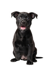 Naklejka premium Cute black puppy sitting isolated on a clean transparent background